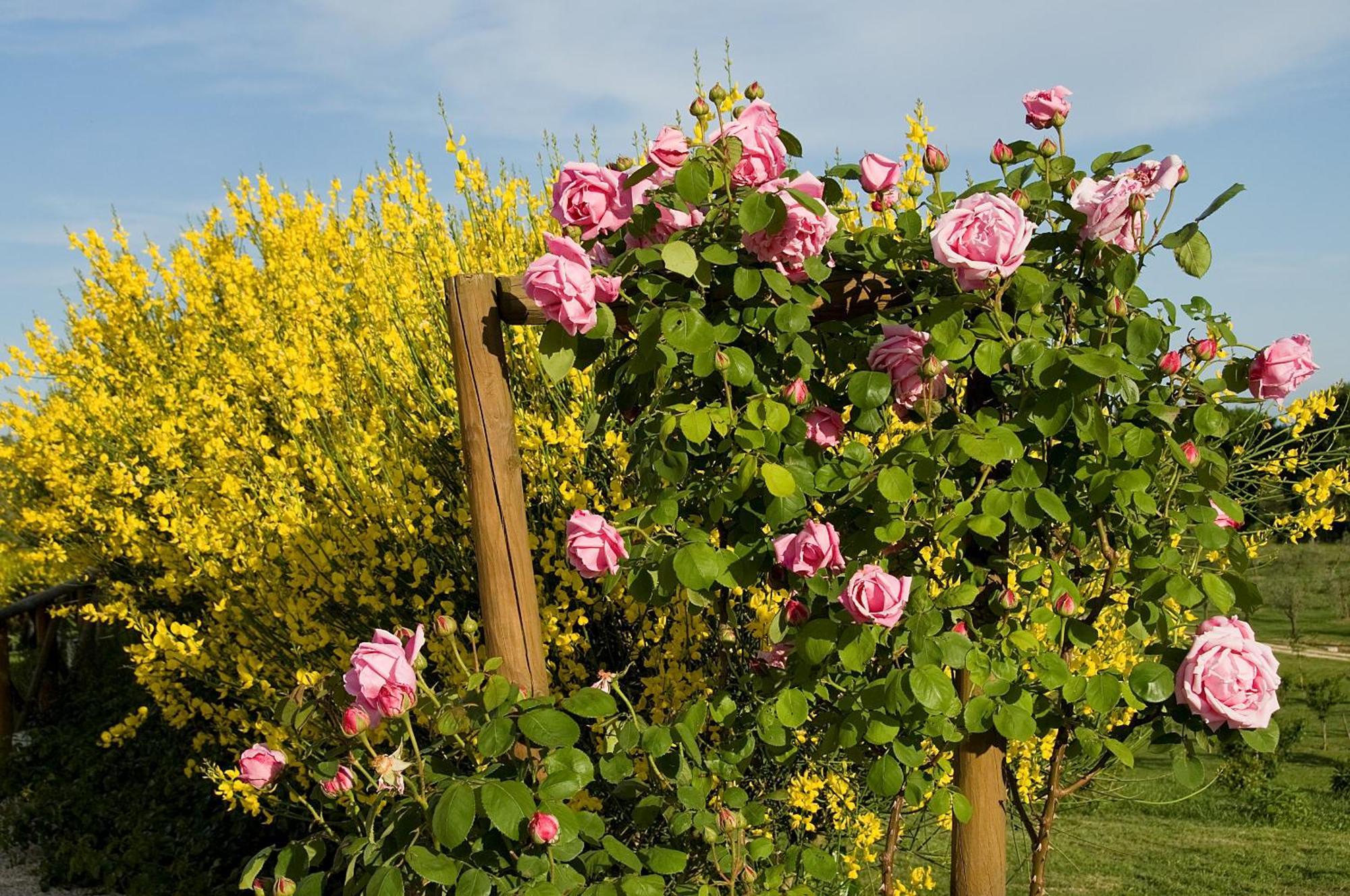 Tenuta Del Gallo Amelia Exterior foto